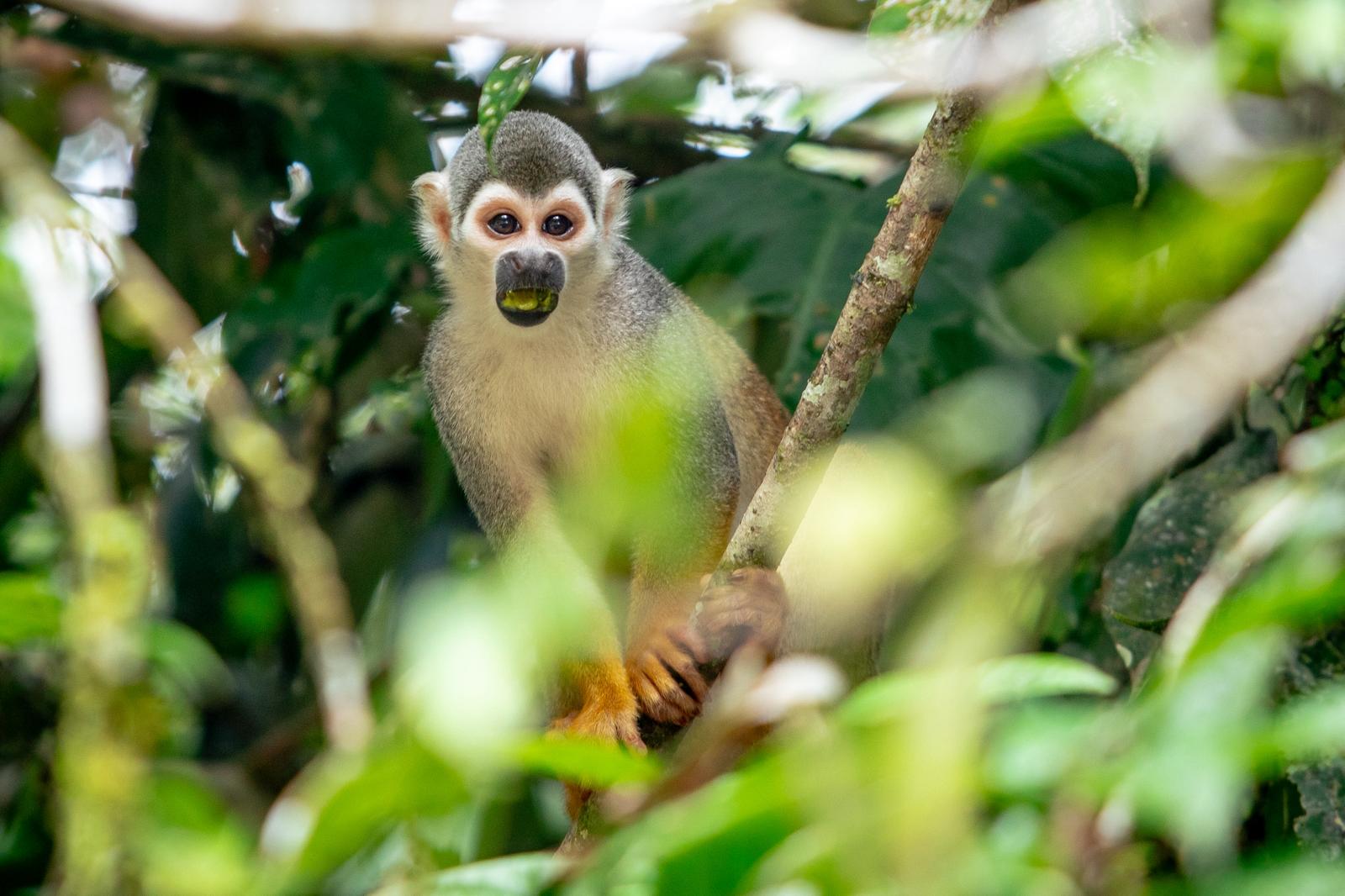 Amazon Rainforest Expedition - 5 Days 2